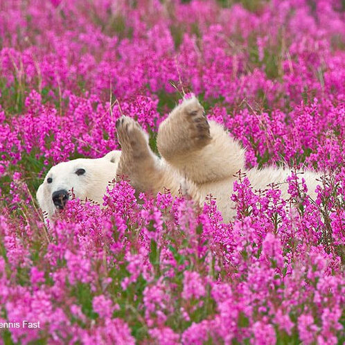 Đào Thái Cát Tường