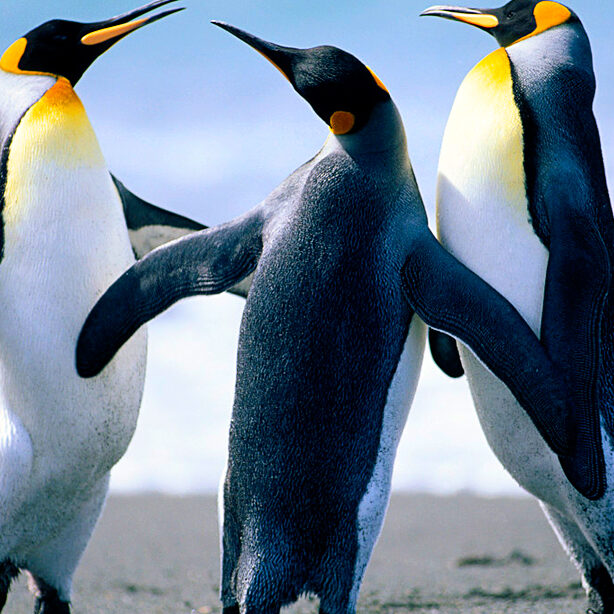 Nguyễn Thanh Tuấn